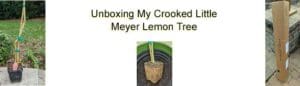 Unboxing Meyer Lemon Tree