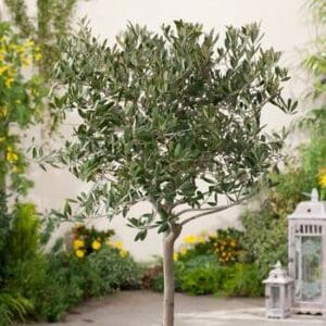 Arbequina Olive tree