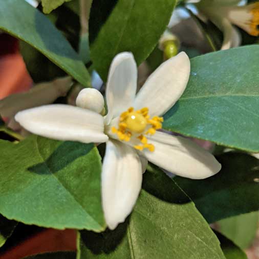 meyer lemon tree flower