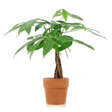 Money tree plant