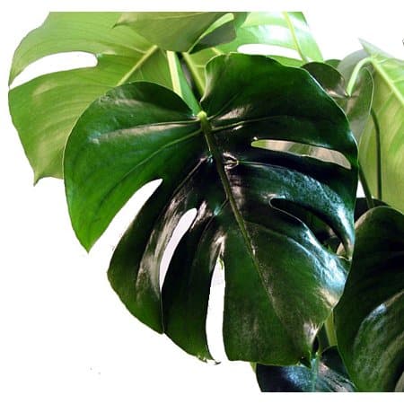 split leaf philodendron