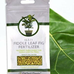 Fiddle Leaf Fig Slow Release Fertilizer