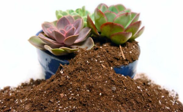 Organic Succulent & Cactus Soil Mix
