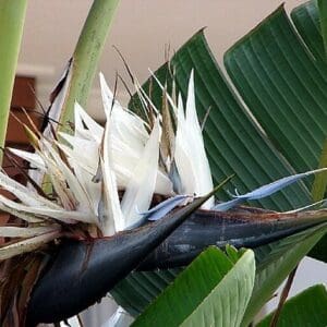 white bird of paradise