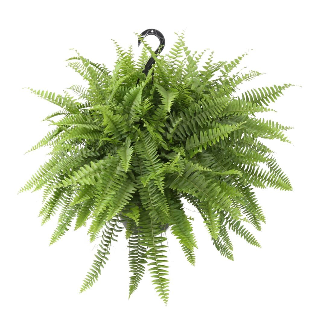 boston fern