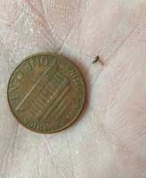 Best Way To Get Rid Of Soil Gnats From Houseplants And What Not To Do   Gnat Penny Web Small 