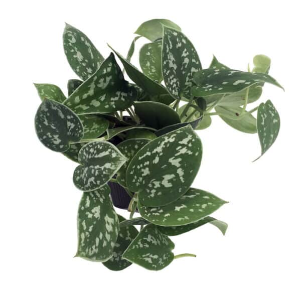 Silver Cloud Philodendron