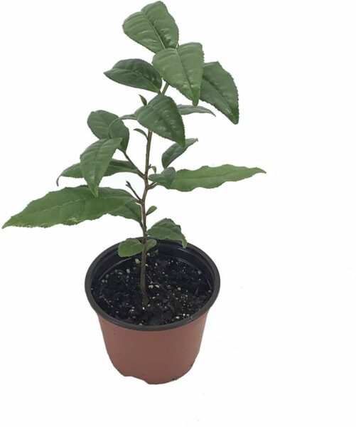 Camellia Sinensis Tea Plant | Prices | Top Nurseries
