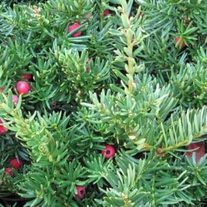 Yew shrub foliage