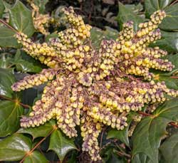 Mahonia Blooms