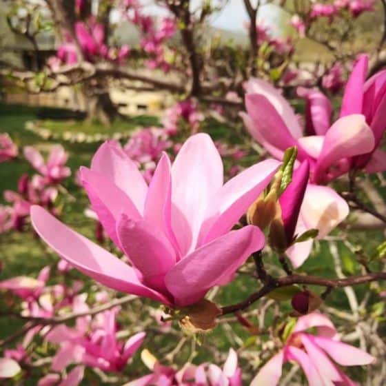 Betty Magnolia For Sale Compare Best Prices Top Nurseries