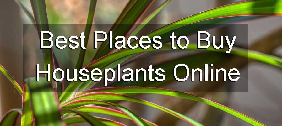 buy houseplants online