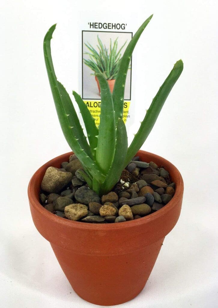 Hedgehog Aloe Vera Plant Lowest Prices 0413