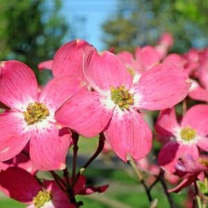 red flowering dogwood tree