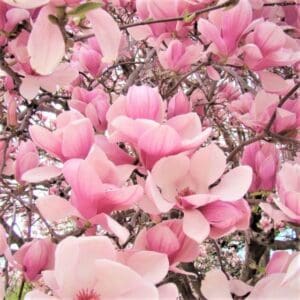 Saucer Magnolia tree