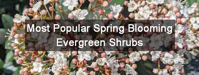 Spring Blooming Evergreen Shrubs