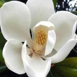 DD Blanchard Magnolia bloom
