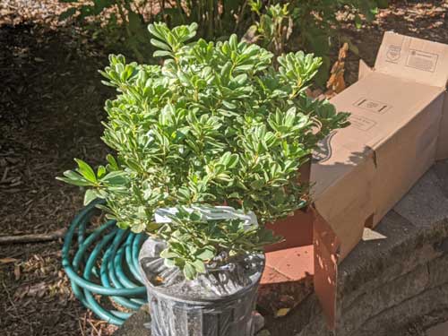 plantsbymail.com unboxing
