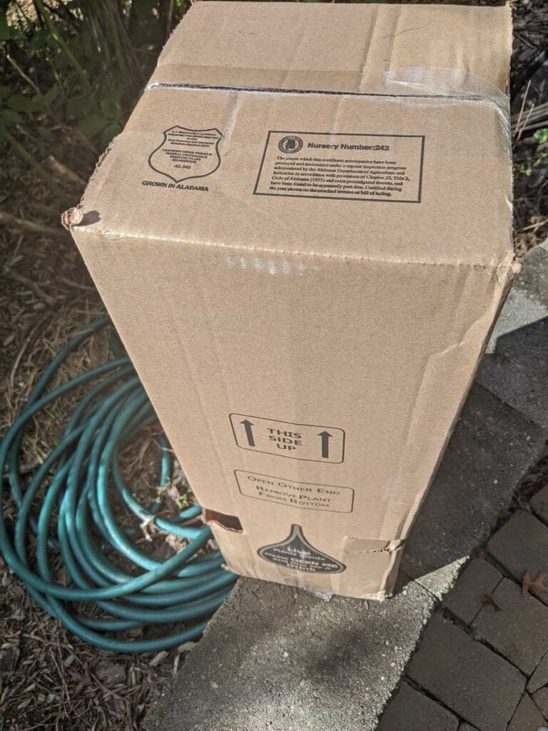 Unboxing Order From Plants By Mail | BuyEvergreenShrubs.com