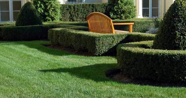 when-is-the-best-time-to-prune-boxwood-shrubs-buyevergreenshrubs