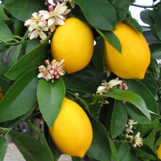 Meyer Lemon tree