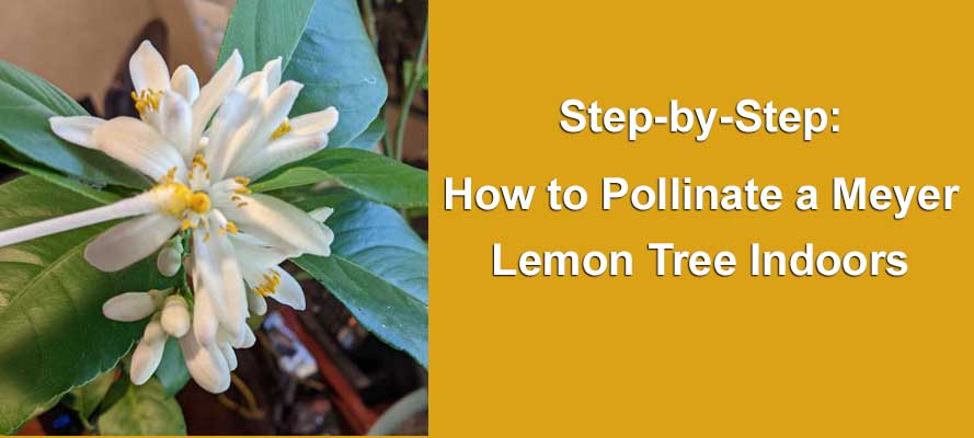 pollinating a meyer lemon tree