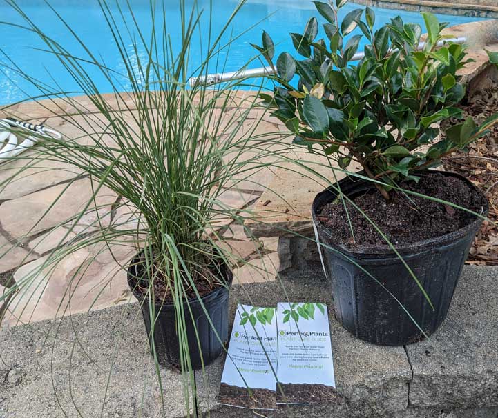Unboxing From MyPerfectPlants.com
