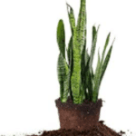 Perfect Plants Snake Plant