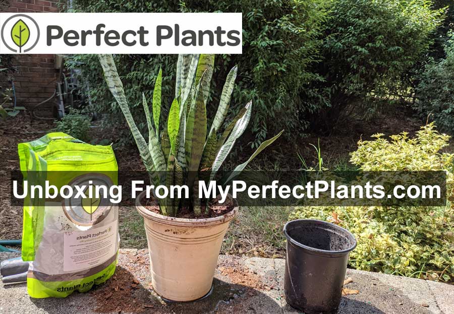 Prefect Plants Unboxing