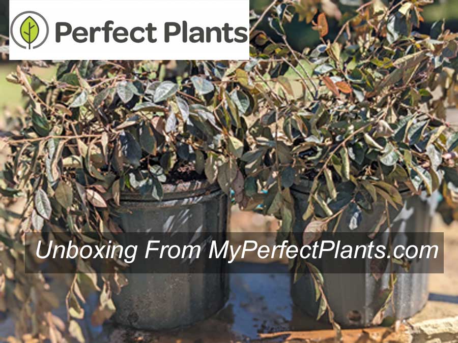 unboxing Perfect Plants Nursery
