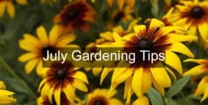 July garden tips