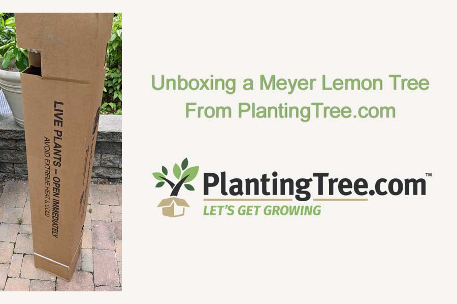 PlantingTree.com Unboxing
