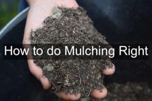 how to do mulching right