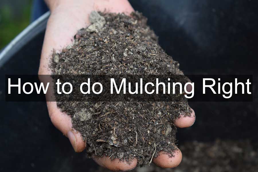 how to do mulching right