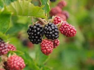 how to grow blackberries