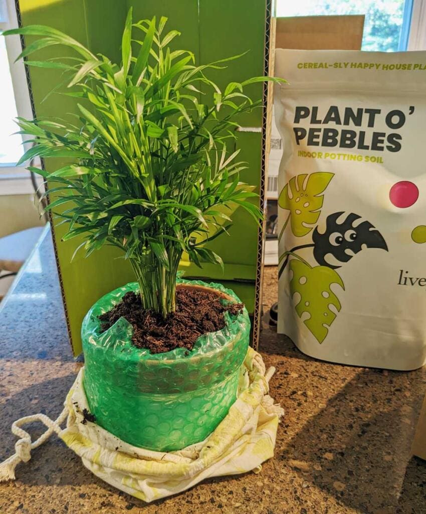 Lively Root Unboxing