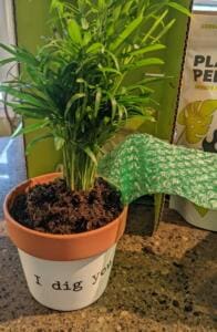 Lively Root Unboxing