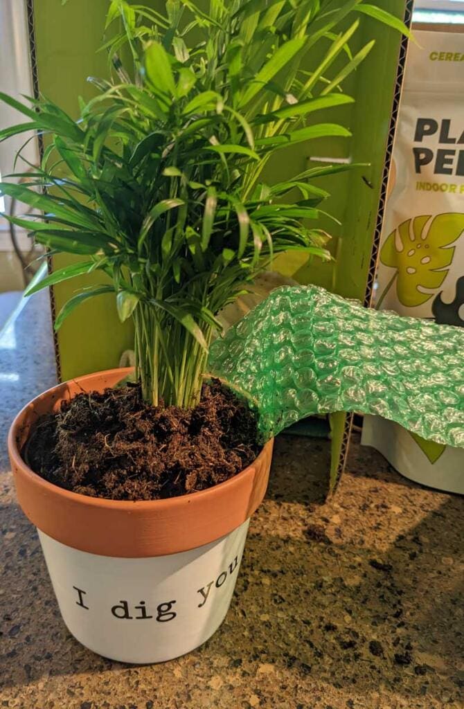 Lively Root Unboxing