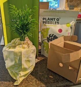 Lively Root Unboxing
