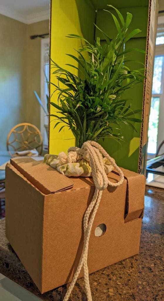 Lively Root Unboxing