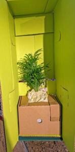 Lively Root Unboxing