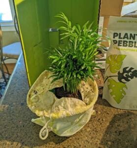 Lively Root Unboxing
