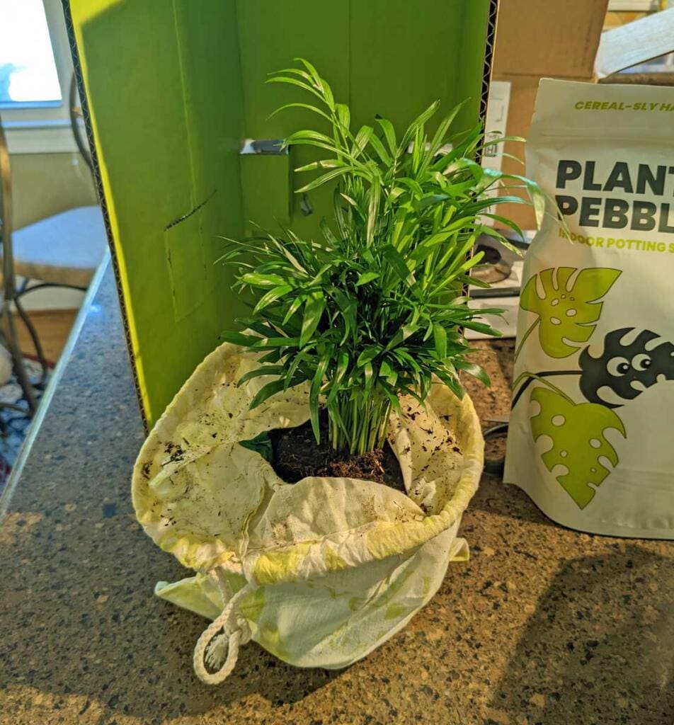 Lively Root Unboxing