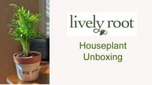 Lively Root unboxing