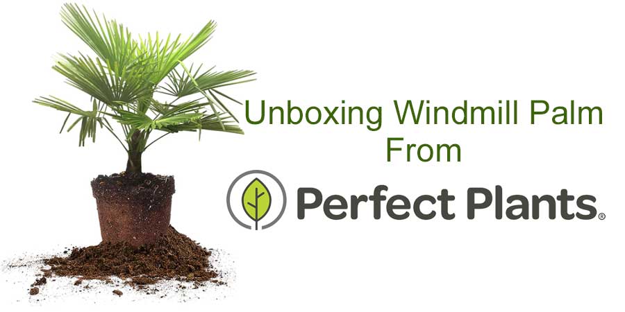 Unboxing perfect plants windmill palm