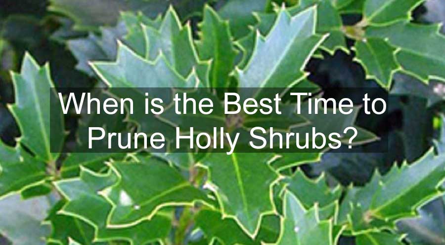 when to prune holly bushes