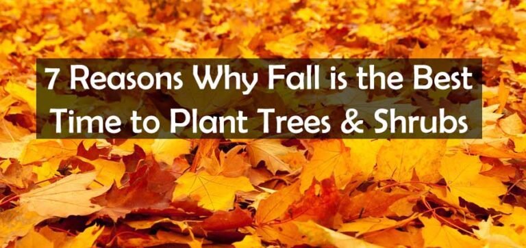 7 Pro Tips Why Fall Is The Best Time To Plant Trees & Shrubs