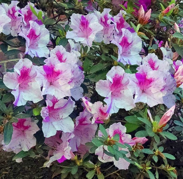 Autumn Twist Encore® Azalea Prices | BuyEvergreenShrubs.com