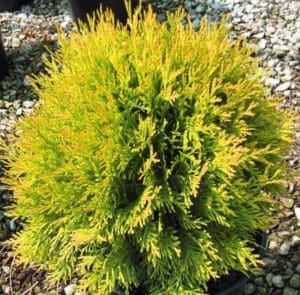 Golden Globe Arborvitae For Sale | Compare Best Prices