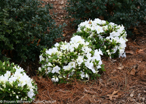 Bloom-A-Thon White Azalea